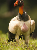 King Vulture (Sarcoramphus Papa), Costa Rica Photographie par Mary Ann McDonald