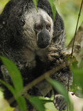 Monk Saki (Pithecia Monachus), Pacaya-Samiria National Park, Peru Photographic Print by Thomas Marent
