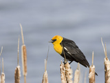 Yellow-Headed Blackbird (Xanthocephalus Xanthocephalus), Montana, USA Photographic Print by Neal Mischler