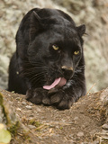 Leopard or Black Panther Grooming (Panthera Onca), Melanistic Morph, Captivity Photographic Print by Joe McDonald