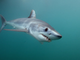 Shortfin Mako Shark (Isurus Oxyrinchus), San Diego, California, USA, Pacific Ocean Photographic Print by Andy Murch