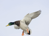 Male Mallard Duck (Anas Platyhynchos), Montana, USA Photographic Print by Neal Mischler