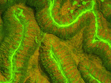 Bright Yellow and Green Fluorescing Hard Coral under Blue Light at Night, Thailand Photographic Print by Louise Murray