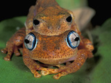 Dumeril's Bright-Eyed Frog (Amplexusboophis Tephraeomystax) in Amplexus on a Leaf Photographic Print by Thomas Marent