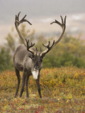 Barren-Ground Caribou (Rangifer Tarandus Groenlandicus) on the Tundra of Denali National Park, USA Photographic Print by Joe McDonald