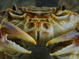 A Freshwater Crab (Potamon Fluviatilis), Italy Photographie par Fabio Pupin