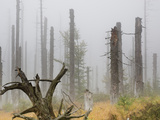 Misty Norway Spruce Forest Photographic Print by Fritz Polking