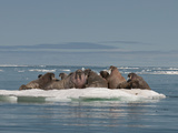 Walrus Group (Odobenus Rosmarus Rosmarus) Hauled Out on Pack Ice to Rest and Sunbathe Photographic Print by Louise Murray