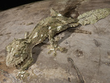 Leaf-Tailed Gecko (Uroplatus Fimbriatus) Photographic Print by Joe McDonald