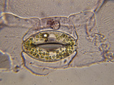 Stoma with Chloroplasts in the Guard Cells in the Leaf Epidermis of an Oyster Plant Photographic Print by James Richardson