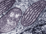 Mitochondrifrom Human Helper Lymphocyte Seen in Longitudinal and Cross-Sectional Views Photographic Print by David Phillips