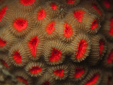 Hard Coral with Red Colored Fluorescing Retracted Polyps During the Day (Favia), Red Sea, Egypt Photographic Print by Louise Murray