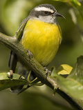 Bananaquit, Coereba Flaveola, Northern South America Photographie par Joe McDonald