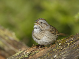 Lincoln's Sparrow Singing Photographic Print by Garth McElroy