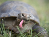 Desert Tortoise (Gopherus Agassizii) Eating a Rose Petal Photographic Print by Marli Miller