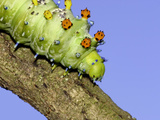Cecropia Moth Caterpillar (Hyalophora Cecropia) on Tree Branch Photographic Print by Mark Plonsky