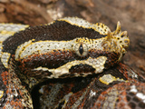 Young Rhinocerous Viper, (Bitis Nasicornis), Africa Photographic Print by Jim Merli