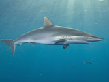 Silky Shark (Carcharhinus Falciformis), Galveston, Texas, USA, Gulf of Mexico Photographic Print by Andy Murch
