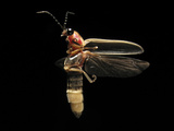 Eastern Firefly Flying (Photinus Pyralis), USA Photographic Print by Terry Priest