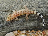 A Young Socotran Ground Gecko (Hemidactylus Homoeolepis) Endemic to Socotra, Yemen Photographic Print by Fabio Pupin