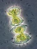 Desmids (Arthrodesmus), LM Photographic Print by Peter Siver