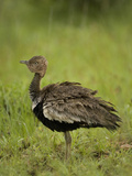 Red-Crested Bustard, Eupodotis Ruficrista, East Africa Photographic Print by Joe McDonald
