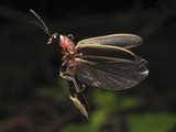 Firefly Flying, Showing the Elytra Lifted Off the Flight Wings Photographic Print by Terry Priest