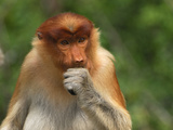 Female Proboscis Monkey Face (Nasalis Larvatus), Sabah, Borneo, Malaysia Photographic Print by Thomas Marent
