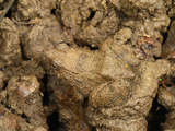 Camouflaged Seep Frog (Occidozyga Baluensis), Danum Valley Conservation Area, Sabah Photographic Print by Thomas Marent