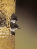 Violet-Green Swallow Nestlings Peering from their Nest Hole in a Tree, Tachycineta Thalassina Photographic Print by Charles Melton