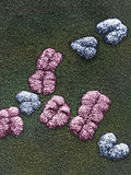 Human X Chromosomes (Pink) and the Y Chromosomes (Blue), SEM X10,000 Photographic Print by Gopal Murti