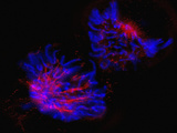 Fluorescence Micrograph Showing the Organization of Chromosomes and Microtubules During Prophase Photographic Print by Tomasz Szul