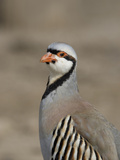 Chukar Partridge (Alectoris Chukar), Montana, USA Photographic Print by Neal Mischler