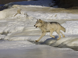 Gray Wolf (Canis Lupus) Crossing Frozen River, Northern Minnesota, USA Photographic Print by Jack Milchanowski