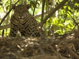 Jaguar (Panthera Onca) Along a Riverbank in Brazil's Pantanal Wetlands Photographic Print by Joe McDonald