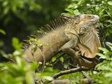 Iguana (Iguana Iguana) Climbing in Tree, Costa Rica Photographic Print by Joe McDonald