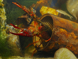 A Red Swamp Crayfish (Procambarus Clarcki) Hiding in a Rusty Can Photographie par Fabio Pupin
