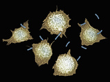 Macrophages Capturing Bacterifor Consumption, Phagocytosis Photographic Print by Gopal Murti