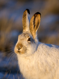 White-Tailed Jackrabbit (Lepus Townsendii), Montana, USA Photographic Print by Neal Mischler
