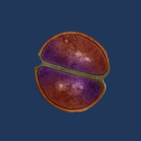 (Staphylococcus Epidermidis) Bacteria Photographic Print by George Musil