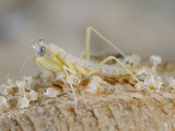 Praying Mantis Nymph (Mantis Religiosa) Just Emerged from the Cocoon Photographic Print by Fabio Pupin