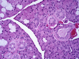 Section of a Human Submandibular Salivary Gland, H&E Stain, LM X78 Photographic Print by Frederick Skarva