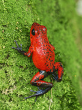 Strawberry Poison Frog (Dendrobates Pumilio), Cahuita National Park, Costa Rica Photographic Print by Thomas Marent