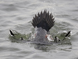 Male Harlequin Duck (Histrionicus Histrionicus) Diving, New Jersey, USA Photographic Print by Arthur Morris