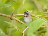 Rufous-Collared Sparrow Male (Zonotrichia Capensis), Bosque De Paz, Costa Rica Photographie par Mary Ann McDonald