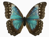Adult Female Blue Morpho Butterfly (Morpho Amathonte) the Female Is Partially Blue with Dark Mar… Photographie par Jeffrey Miller