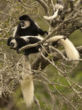 Black and White Colobus Monkeys (Colobus Guereza) in Tree, Mount Kenya National Park, Kenya, Africa Photographic Print by Joe McDonald