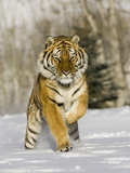A Siberian Tiger Running in the Snow (Panthera Tigris Altaica), an Endangered Species Lámina fotográfica por Joe McDonald A Siberian Tiger Running in the Snow (Panthera Tigris Altaica), an Endangered Species Lámina fotográfica por Joe McDonald