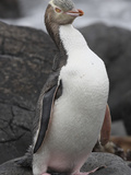 Yellow-Eyed Penguin (Megadyptes Antipodes) Photographic Print by Richard Roscoe