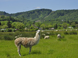 Llama (Lama Glama) Guarding Sheep in a Pasture, Southwest Oregon, USA Photographic Print by Robert & Jean Pollock
